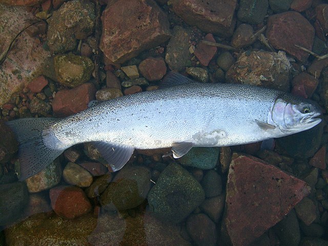 A large, silver trout lies sideways on the rocky bottom of a stream. It appears deceased. 
